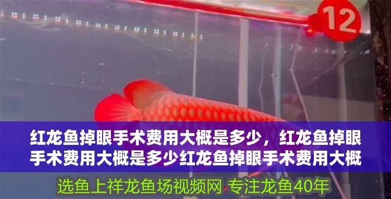 紅龍魚掉眼手術費用大概是多少，紅龍魚掉眼手術費用大概是多少紅龍魚掉眼手術費用大概是多少 紅龍魚掉眼手術費用大概是多少，紅龍魚掉眼手術費用大概是多少紅龍魚掉眼手術費用大概是多少 龍魚百科