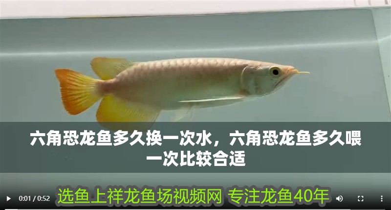 六角恐龍魚多久換一次水，六角恐龍魚多久喂一次比較合適 六角恐龍魚多久換一次水，六角恐龍魚多久喂一次比較合適 龍魚百科