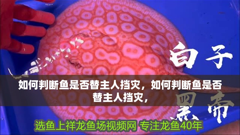 如何判斷魚是否替主人擋災(zāi)，如何判斷魚是否替主人擋災(zāi)， 如何判斷魚是否替主人擋災(zāi)，如何判斷魚是否替主人擋災(zāi)， 龍魚百科