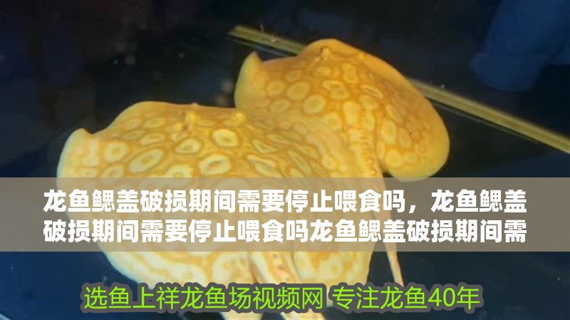 我的虎魚真菌感染了要怎么處理 龍魚鰓蓋破損期間需要停止喂食嗎,龍魚鰓蓋破損期間需要停止喂食嗎龍魚鰓蓋破損期間需要停止喂食嗎 龍魚百科 龍魚鰓蓋破損期間需要停止喂食嗎,龍魚鰓蓋破損期間需要停止喂食嗎龍魚鰓蓋破損期間需要停止喂食嗎 龍魚鰓蓋破損期間需要停止喂食嗎,龍魚鰓蓋破損期間需要停止喂食嗎龍魚鰓蓋破損期間需要停止喂食嗎 龍魚百科