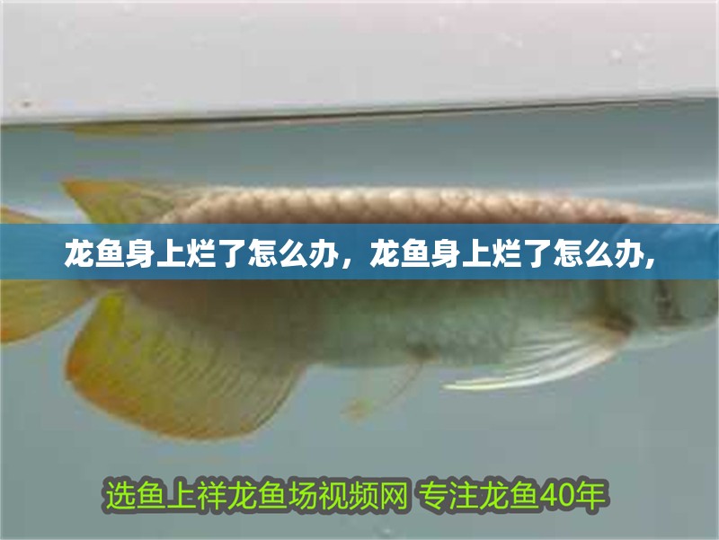 魚缸用增氧泵價格是多少:魚缸增氧機-xtrac增氧機-xtrac增氧機 龍魚身上爛了怎么辦,龍魚身上爛了怎么辦, 龍魚百科 龍魚身上爛了怎么辦,龍魚身上爛了怎么辦, 龍魚身上爛了怎么辦,龍魚身上爛了怎么辦, 龍魚百科