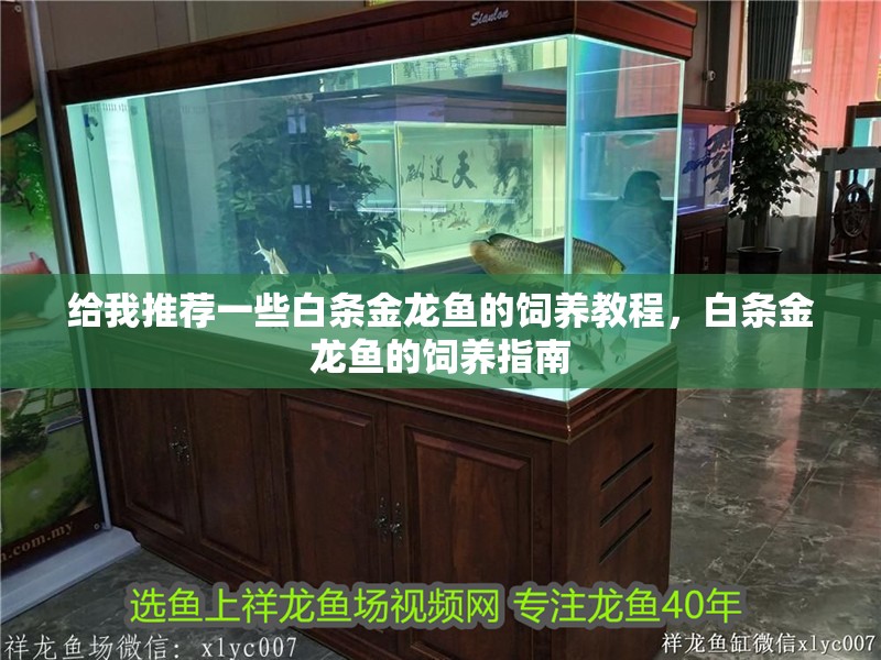 魚缸用增氧泵價格是多少:魚缸增氧機-xtrac增氧機-xtrac增氧機 給我推薦一些白條金龍魚的飼養教程,白條金龍魚的飼養指南 龍魚百科 給我推薦一些白條金龍魚的飼養教程,白條金龍魚的飼養指南 給我推薦一些白條金龍魚的飼養教程,白條金龍魚的飼養指南 龍魚百科