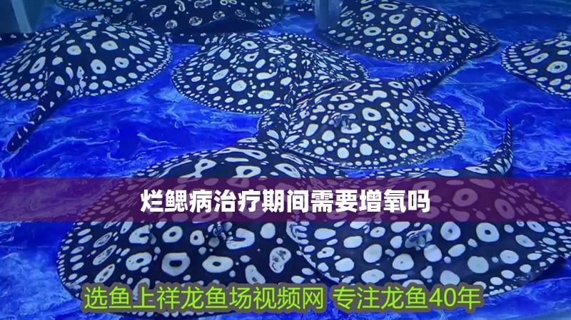 爛鰓病治療期間需要增氧嗎 爛鰓病治療期間需要增氧嗎 龍魚百科