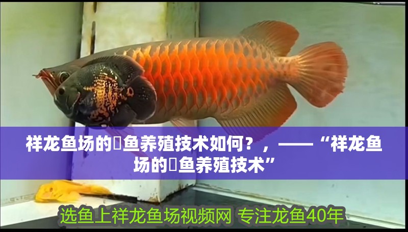 祥龍魚場的魟魚養殖技術如何？，——“祥龍魚場的魟魚養殖技術” 祥龍魚場的魟魚養殖技術如何？，——“祥龍魚場的魟魚養殖技術” 龍魚百科