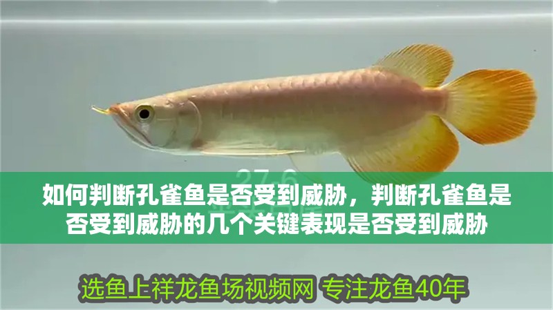 如何判斷孔雀魚是否受到威脅，判斷孔雀魚是否受到威脅的幾個關鍵表現是否受到威脅 如何判斷孔雀魚是否受到威脅，判斷孔雀魚是否受到威脅的幾個關鍵表現是否受到威脅 龍魚百科