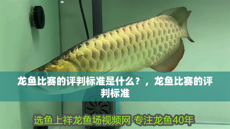 龍魚比賽的評判標準是什么？，龍魚比賽的評判標準 龍魚比賽的評判標準是什么？，龍魚比賽的評判標準 龍魚百科