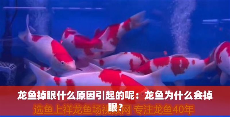龍魚掉眼什么原因引起的呢：龍魚為什么會掉眼？