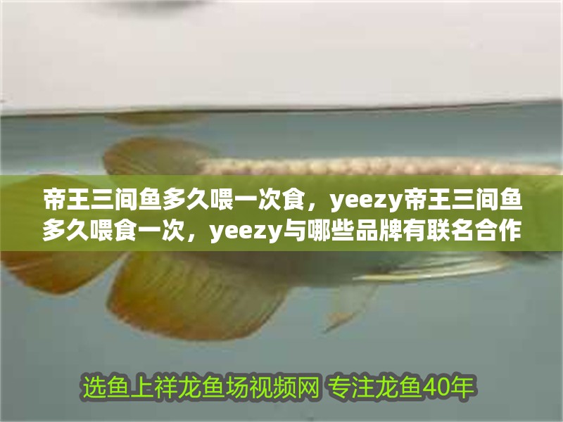 帝王三間魚(yú)多久喂一次食，yeezy帝王三間魚(yú)多久喂食一次，yeezy與哪些品牌有聯(lián)名合作 帝王三間魚(yú)多久喂一次食，yeezy帝王三間魚(yú)多久喂食一次，yeezy與哪些品牌有聯(lián)名合作 龍魚(yú)百科