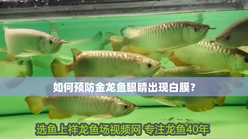 如何預防金龍魚眼睛出現白膜？ 如何預防金龍魚眼睛出現白膜？ 龍魚百科