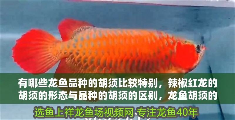 有哪些龍魚品種的胡須比較特別，辣椒紅龍的胡須的形態與品種的胡須的區別，龍魚胡須的特點 有哪些龍魚品種的胡須比較特別，辣椒紅龍的胡須的形態與品種的胡須的區別，龍魚胡須的特點 龍魚百科