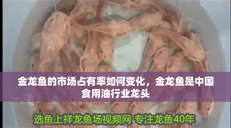 金龍魚的市場占有率如何變化，金龍魚是中國食用油行業龍頭 金龍魚的市場占有率如何變化，金龍魚是中國食用油行業龍頭 龍魚百科
