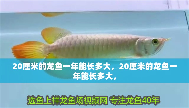 20厘米的龍魚一年能長多大，20厘米的龍魚一年能長多大， 20厘米的龍魚一年能長多大，20厘米的龍魚一年能長多大， 龍魚百科