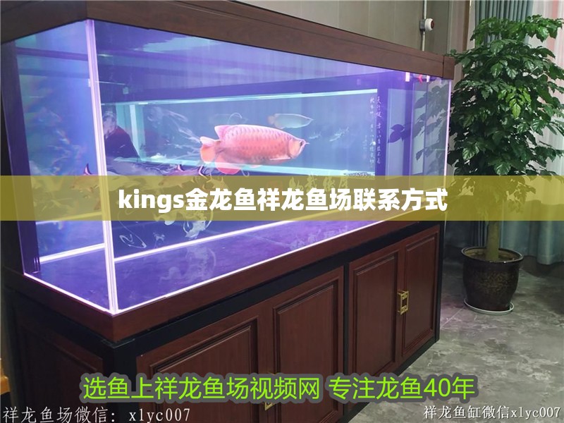 kings金龍魚祥龍魚場聯系方式 kings金龍魚祥龍魚場聯系方式 龍魚百科