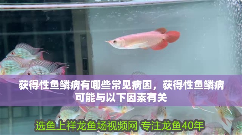獲得性魚鱗病有哪些常見病因，獲得性魚鱗病可能與以下因素有關 獲得性魚鱗病有哪些常見病因，獲得性魚鱗病可能與以下因素有關 龍魚百科