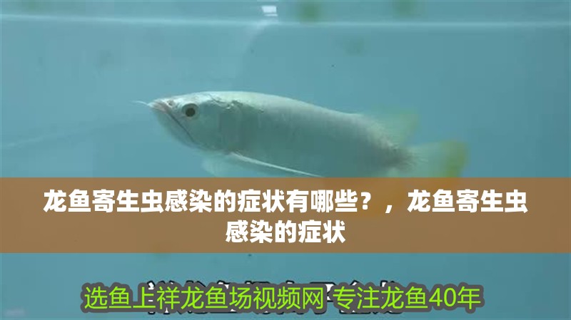 龍魚寄生蟲感染的癥狀有哪些？，龍魚寄生蟲感染的癥狀 龍魚寄生蟲感染的癥狀有哪些？，龍魚寄生蟲感染的癥狀 龍魚百科