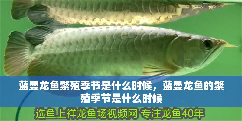 藍曼龍魚繁殖季節是什么時候，藍曼龍魚的繁殖季節是什么時候 藍曼龍魚繁殖季節是什么時候，藍曼龍魚的繁殖季節是什么時候 龍魚百科
