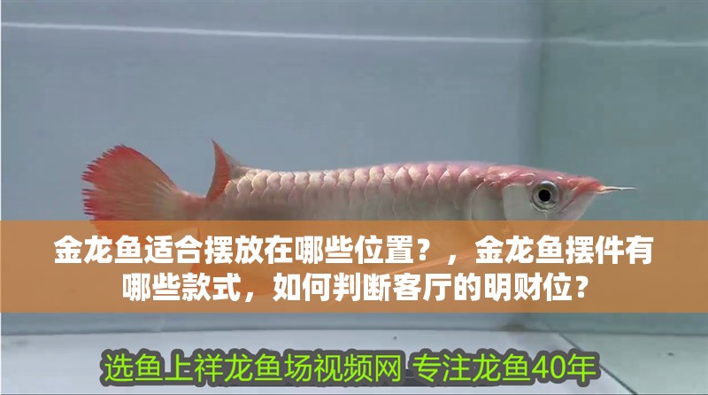 印尼虎魚多少溫度飼養最好:印尼虎魚多少溫度飼養最好印尼虎魚多少溫度飼養最好 金龍魚適合擺放在哪些位置?,金龍魚擺件有哪些款式,如何判斷客廳的明財位? 龍魚百科 金龍魚適合擺放在哪些位置?,金龍魚擺件有哪些款式,如何判斷客廳的明財位? 金龍魚適合擺放在哪些位置?,金龍魚擺件有哪些款式,如何判斷客廳的明財位? 龍魚百科