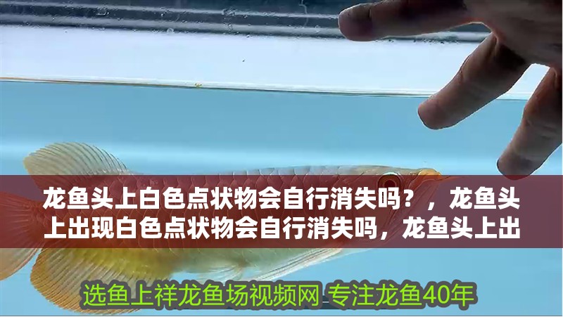 龍魚頭上白色點狀物會自行消失嗎？，龍魚頭上出現(xiàn)白色點狀物會自行消失嗎，龍魚頭上出現(xiàn)白點會自行消失嗎 龍魚頭上白色點狀物會自行消失嗎？，龍魚頭上出現(xiàn)白色點狀物會自行消失嗎，龍魚頭上出現(xiàn)白點會自行消失嗎 龍魚百科