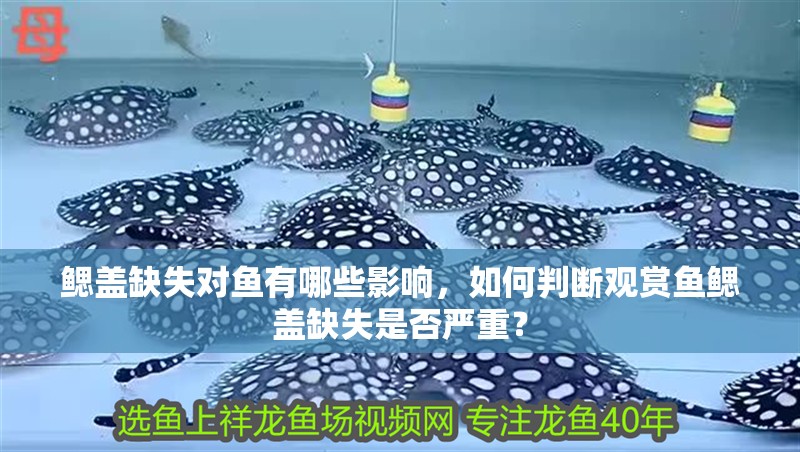 鰓蓋缺失對魚有哪些影響，如何判斷觀賞魚鰓蓋缺失是否嚴重？ 鰓蓋缺失對魚有哪些影響，如何判斷觀賞魚鰓蓋缺失是否嚴重？ 龍魚百科