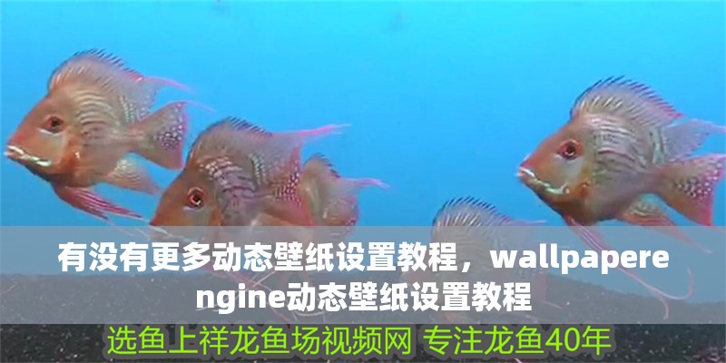 給大魚缸換水的作文:體驗給大魚缸換水的樂趣:體驗給大魚缸換水:給大魚缸換水的作文 有沒有更多動態(tài)壁紙設置教程,wallpaperengine動態(tài)壁紙設置教程 龍魚百科 有沒有更多動態(tài)壁紙設置教程,wallpaperengine動態(tài)壁紙設置教程 有沒有更多動態(tài)壁紙設置教程,wallpaperengine動態(tài)壁紙設置教程 龍魚百科
