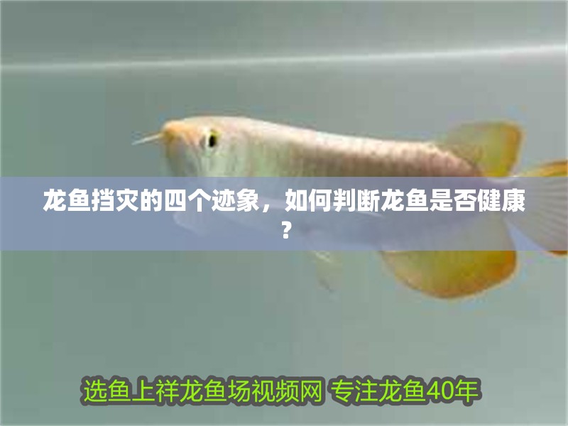 龍魚擋災的四個跡象，如何判斷龍魚是否健康？ 龍魚擋災的四個跡象，如何判斷龍魚是否健康？ 龍魚百科