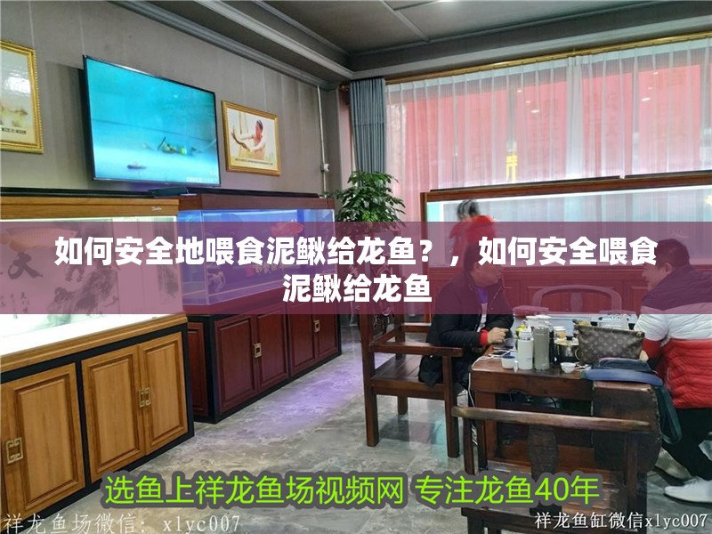 如何安全地喂食泥鰍給龍魚？，如何安全喂食泥鰍給龍魚 如何安全地喂食泥鰍給龍魚？，如何安全喂食泥鰍給龍魚 龍魚百科