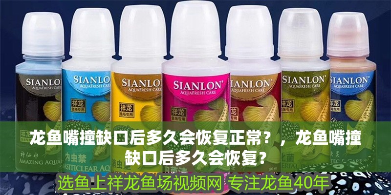 龍魚嘴撞缺口后多久會恢復正常？，龍魚嘴撞缺口后多久會恢復？ 龍魚嘴撞缺口后多久會恢復正常？，龍魚嘴撞缺口后多久會恢復？ 龍魚百科