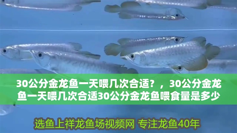 給大魚缸換水的作文:體驗(yàn)給大魚缸換水的樂趣:體驗(yàn)給大魚缸換水:給大魚缸換水的作文 30公分金龍魚一天喂幾次合適?,30公分金龍魚一天喂幾次合適30公分金龍魚喂食量是多少 龍魚百科 30公分金龍魚一天喂幾次合適?,30公分金龍魚一天喂幾次合適30公分金龍魚喂食量是多少 30公分金龍魚一天喂幾次合適?,30公分金龍魚一天喂幾次合適30公分金龍魚喂食量是多少 龍魚百科
