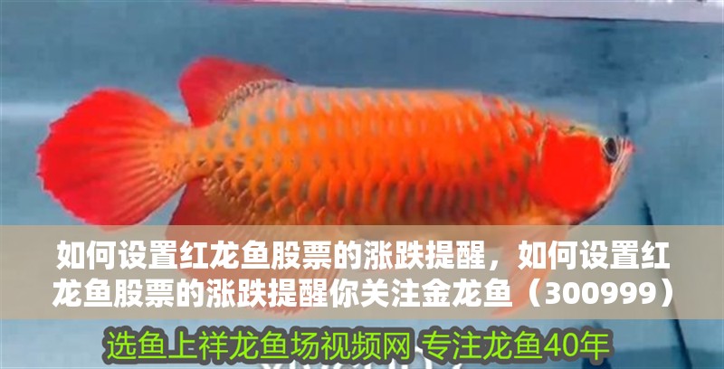 魚缸造景先放沙還是先放水(魚缸造景先鋪沙還是先放石頭) 如何設(shè)置紅龍魚股票的漲跌提醒,如何設(shè)置紅龍魚股票的漲跌提醒你關(guān)注金龍魚(300999)的漲跌提醒 龍魚百科 如何設(shè)置紅龍魚股票的漲跌提醒,如何設(shè)置紅龍魚股票的漲跌提醒你關(guān)注金龍魚(300999)的漲跌提醒 如何設(shè)置紅龍魚股票的漲跌提醒,如何設(shè)置紅龍魚股票的漲跌提醒你關(guān)注金龍魚(300999)的漲跌提醒 龍魚百科