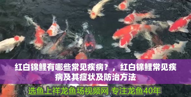 鸚鵡魚和銀龍魚混養怎樣喂食 紅白錦鯉有哪些常見疾病?,紅白錦鯉常見疾病及其癥狀及防治方法 龍魚百科 紅白錦鯉有哪些常見疾病?,紅白錦鯉常見疾病及其癥狀及防治方法 紅白錦鯉有哪些常見疾病?,紅白錦鯉常見疾病及其癥狀及防治方法 龍魚百科