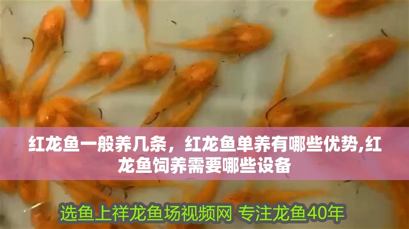 紅龍魚一般養幾條，紅龍魚單養有哪些優勢,紅龍魚飼養需要哪些設備 紅龍魚一般養幾條，紅龍魚單養有哪些優勢,紅龍魚飼養需要哪些設備 龍魚百科