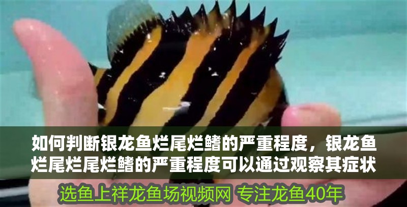 如何判斷銀龍魚爛尾爛鰭的嚴重程度，銀龍魚爛尾爛尾爛鰭的嚴重程度可以通過觀察其癥狀和體表狀況來判斷 如何判斷銀龍魚爛尾爛鰭的嚴重程度，銀龍魚爛尾爛尾爛鰭的嚴重程度可以通過觀察其癥狀和體表狀況來判斷 龍魚百科