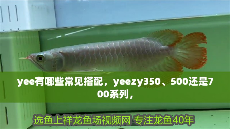 龍魚怕什么 yee有哪些常見搭配,yeezy350、500還是700系列, 龍魚百科 yee有哪些常見搭配,yeezy350、500還是700系列, yee有哪些常見搭配,yeezy350、500還是700系列, 龍魚百科