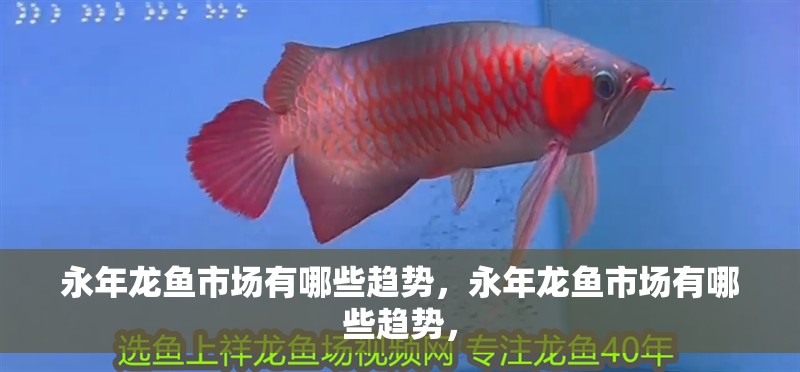 印尼虎魚多少溫度飼養最好:印尼虎魚多少溫度飼養最好印尼虎魚多少溫度飼養最好 永年龍魚市場有哪些趨勢,永年龍魚市場有哪些趨勢, 龍魚百科 永年龍魚市場有哪些趨勢,永年龍魚市場有哪些趨勢, 永年龍魚市場有哪些趨勢,永年龍魚市場有哪些趨勢, 龍魚百科