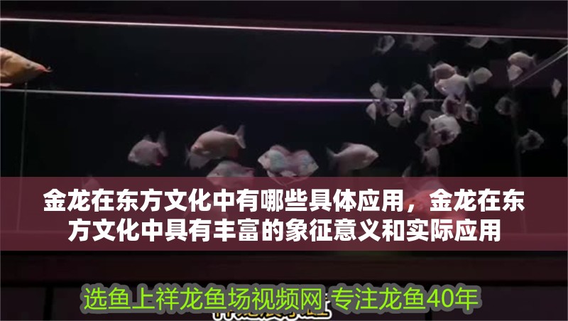 龍魚(yú)怕什么 金龍?jiān)跂|方文化中有哪些具體應(yīng)用,金龍?jiān)跂|方文化中具有豐富的象征意義和實(shí)際應(yīng)用 龍魚(yú)百科 金龍?jiān)跂|方文化中有哪些具體應(yīng)用,金龍?jiān)跂|方文化中具有豐富的象征意義和實(shí)際應(yīng)用 金龍?jiān)跂|方文化中有哪些具體應(yīng)用,金龍?jiān)跂|方文化中具有豐富的象征意義和實(shí)際應(yīng)用 龍魚(yú)百科