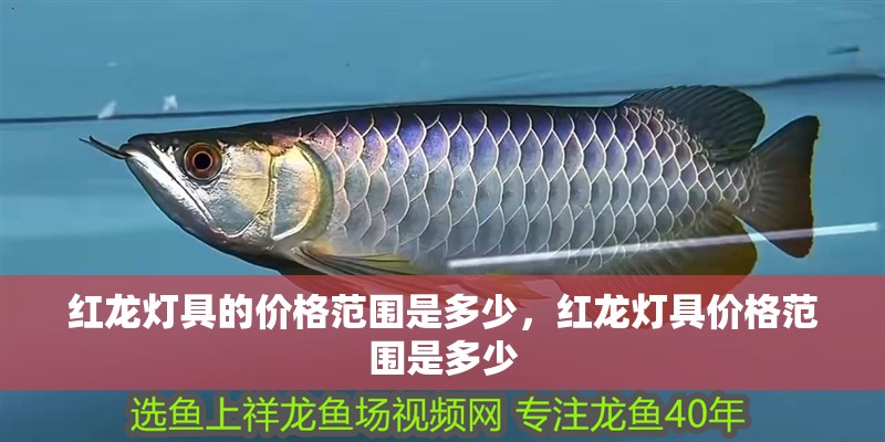 紅龍燈具的價格范圍是多少，紅龍燈具價格范圍是多少 紅龍燈具的價格范圍是多少，紅龍燈具價格范圍是多少 龍魚百科