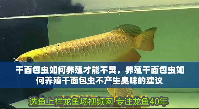 魚缸用增氧泵價格是多少:魚缸增氧機-xtrac增氧機-xtrac增氧機 干面包蟲如何養殖才能不臭,養殖干面包蟲如何養殖干面包蟲不產生臭味的建議 龍魚百科 干面包蟲如何養殖才能不臭,養殖干面包蟲如何養殖干面包蟲不產生臭味的建議 干面包蟲如何養殖才能不臭,養殖干面包蟲如何養殖干面包蟲不產生臭味的建議 龍魚百科