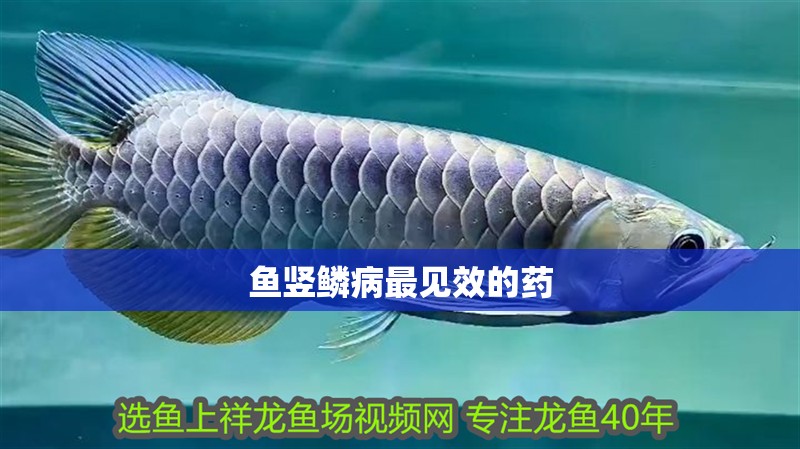 魚豎鱗病最見效的藥 魚豎鱗病最見效的藥 龍魚百科