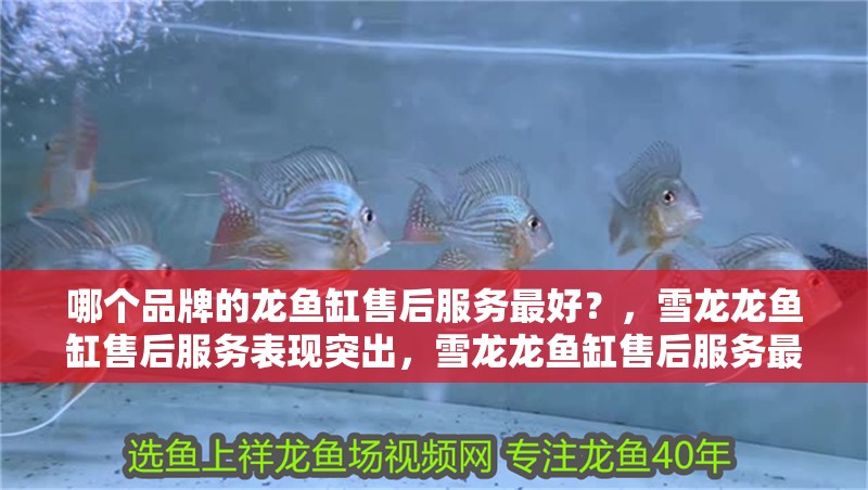 哪個品牌的龍魚缸售后服務(wù)最好？，雪龍龍魚缸售后服務(wù)表現(xiàn)突出，雪龍龍魚缸售后服務(wù)最好 哪個品牌的龍魚缸售后服務(wù)最好？，雪龍龍魚缸售后服務(wù)表現(xiàn)突出，雪龍龍魚缸售后服務(wù)最好 龍魚百科