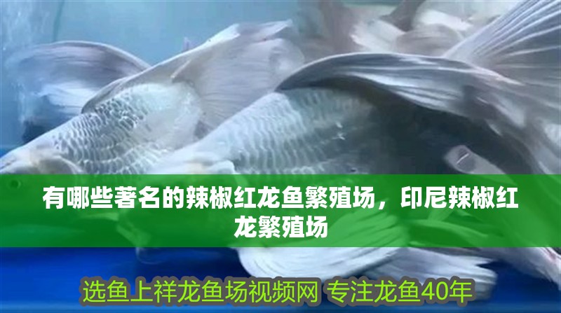 有哪些著名的辣椒紅龍魚繁殖場，印尼辣椒紅龍繁殖場 有哪些著名的辣椒紅龍魚繁殖場，印尼辣椒紅龍繁殖場 龍魚百科