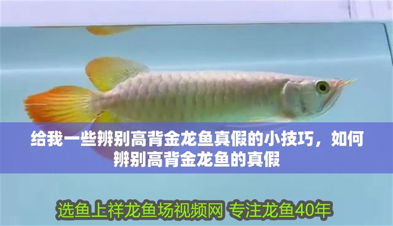 給我一些辨別高背金龍魚真假的小技巧，如何辨別高背金龍魚的真假 給我一些辨別高背金龍魚真假的小技巧，如何辨別高背金龍魚的真假 龍魚百科