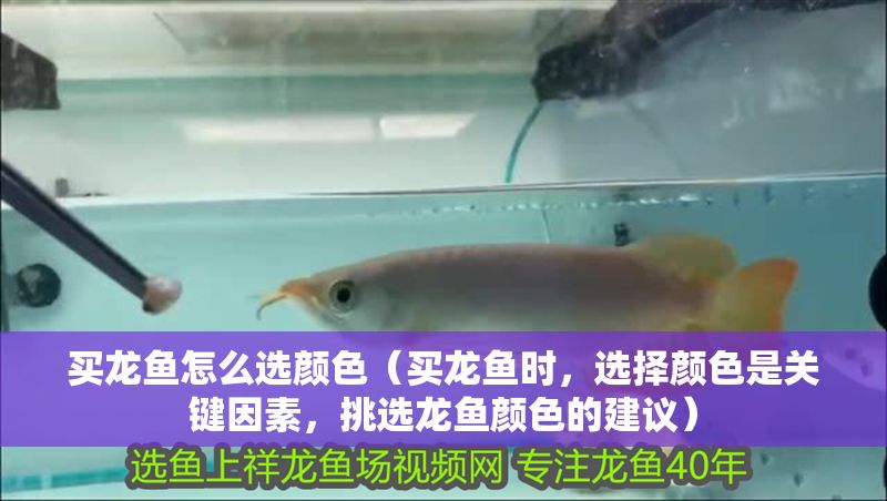 買龍魚怎么選顏色（買龍魚時，選擇顏色是關鍵因素，挑選龍魚顏色的建議）