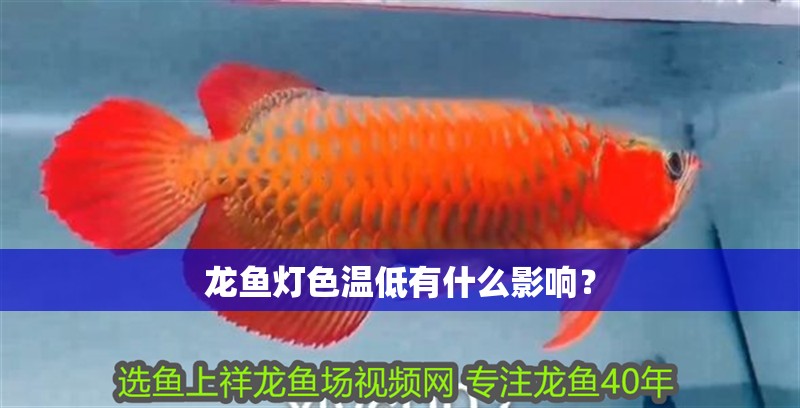 龍魚燈色溫低有什么影響？ 龍魚燈色溫低有什么影響？ 龍魚百科