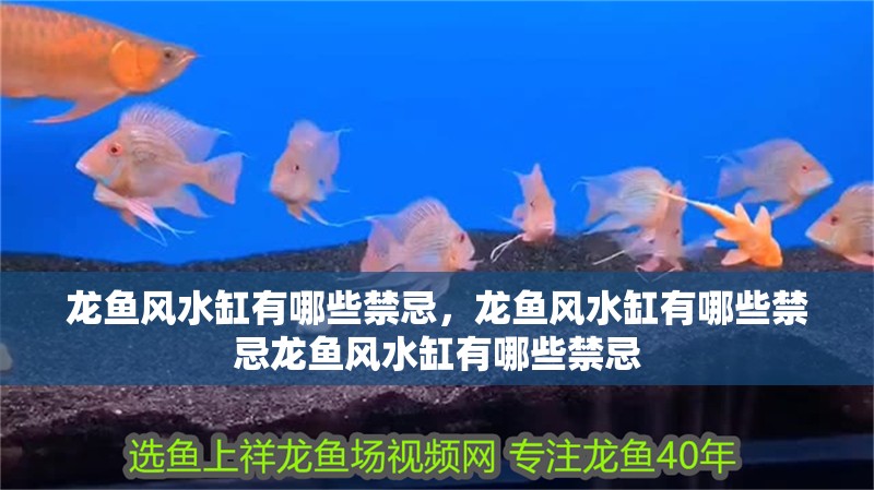 龍魚風水缸有哪些禁忌，龍魚風水缸有哪些禁忌龍魚風水缸有哪些禁忌 龍魚風水缸有哪些禁忌，龍魚風水缸有哪些禁忌龍魚風水缸有哪些禁忌 龍魚百科