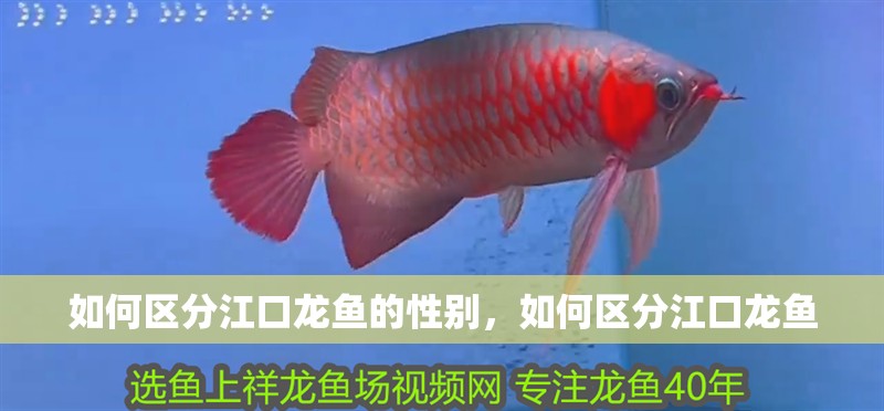 如何區分江口龍魚的性別，如何區分江口龍魚 如何區分江口龍魚的性別，如何區分江口龍魚 龍魚百科