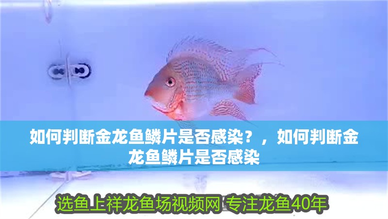 如何判斷金龍魚鱗片是否感染？，如何判斷金龍魚鱗片是否感染 如何判斷金龍魚鱗片是否感染？，如何判斷金龍魚鱗片是否感染 龍魚百科