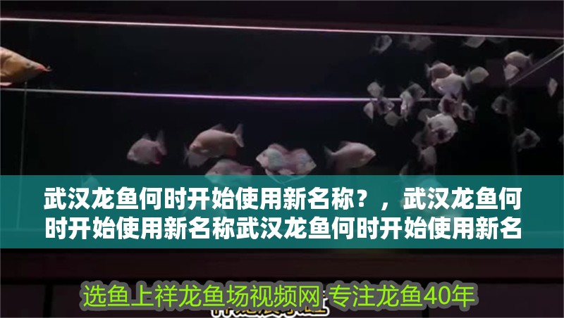 武漢龍魚何時開始使用新名稱？，武漢龍魚何時開始使用新名稱武漢龍魚何時開始使用新名稱 武漢龍魚何時開始使用新名稱？，武漢龍魚何時開始使用新名稱武漢龍魚何時開始使用新名稱 龍魚百科