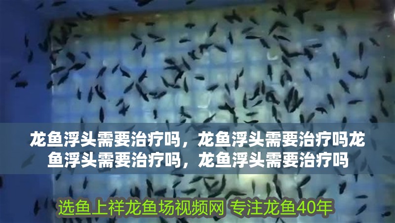 龍魚浮頭需要治療嗎，龍魚浮頭需要治療嗎龍魚浮頭需要治療嗎，龍魚浮頭需要治療嗎 龍魚浮頭需要治療嗎，龍魚浮頭需要治療嗎龍魚浮頭需要治療嗎，龍魚浮頭需要治療嗎 龍魚百科