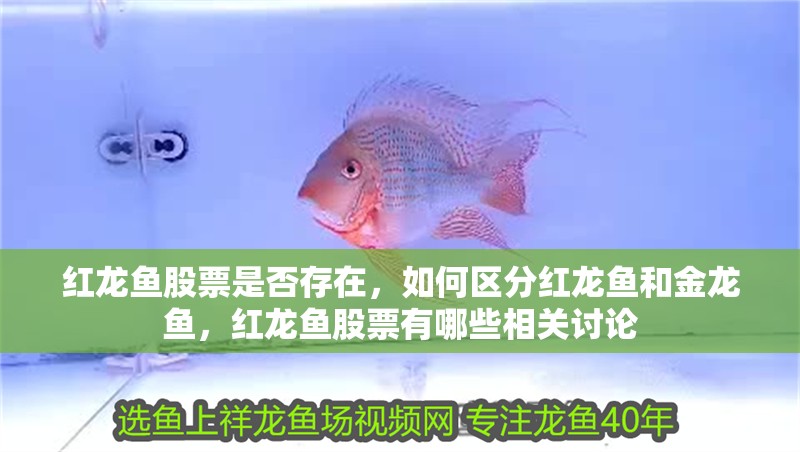 紅龍魚(yú)股票是否存在，如何區(qū)分紅龍魚(yú)和金龍魚(yú)，紅龍魚(yú)股票有哪些相關(guān)討論 紅龍魚(yú)股票是否存在，如何區(qū)分紅龍魚(yú)和金龍魚(yú)，紅龍魚(yú)股票有哪些相關(guān)討論 龍魚(yú)百科