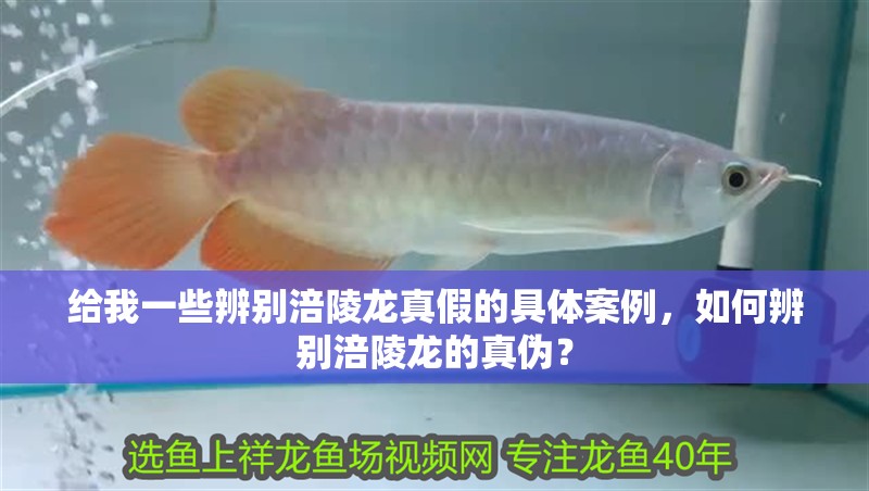 給大魚缸換水的作文:體驗給大魚缸換水的樂趣:體驗給大魚缸換水:給大魚缸換水的作文 給我一些辨別涪陵龍真假的具體案例,如何辨別涪陵龍的真偽? 龍魚百科 給我一些辨別涪陵龍真假的具體案例,如何辨別涪陵龍的真偽? 給我一些辨別涪陵龍真假的具體案例,如何辨別涪陵龍的真偽? 龍魚百科